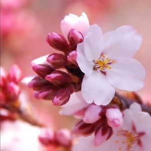 Meet your Posher, Lydia